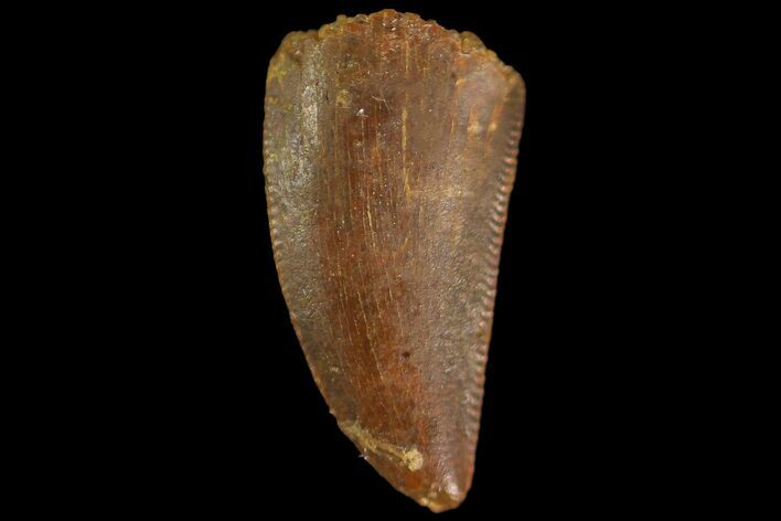 Serrated, Raptor Tooth - Real Dinosaur Tooth #179593